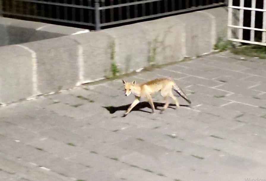 ARDAHAN'DA ŞEHRE İNEN TİLKİ BÖYLE GÖRÜNTÜLENDİ.