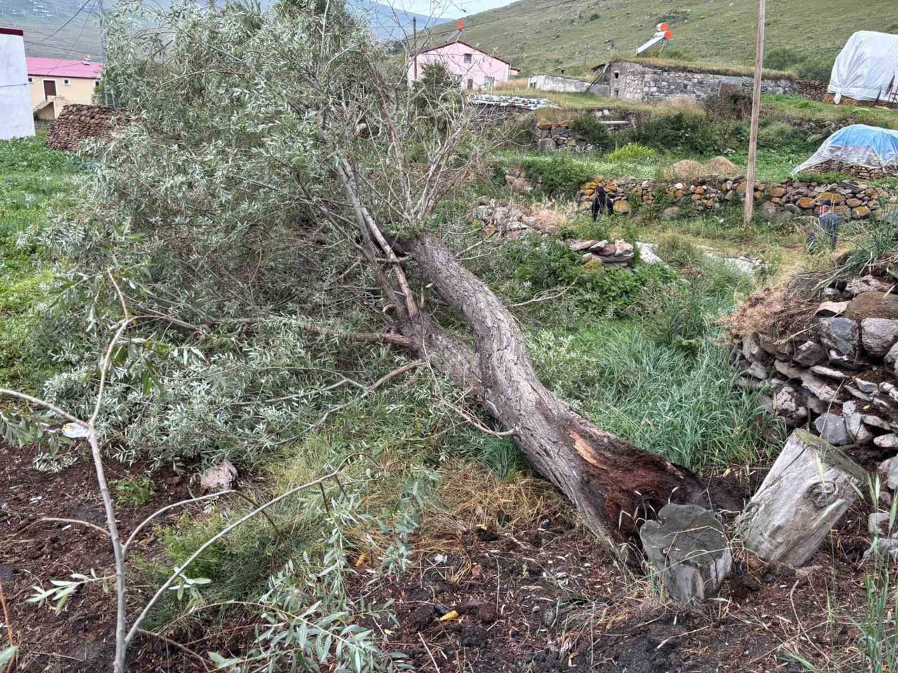 ARDAHAN'DA ŞİDDETLİ FIRTINA AĞAÇLARI KÖKÜNDEN SÖKTÜ.