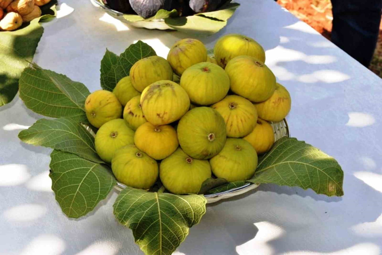 (ARŞİV FOTO) - TÜRKİYE'NİN ÜRETİM VE İHRACATINDA DÜNYA LİDERİ OLDUĞU TAZE İNCİRDE YENİ SEZON...