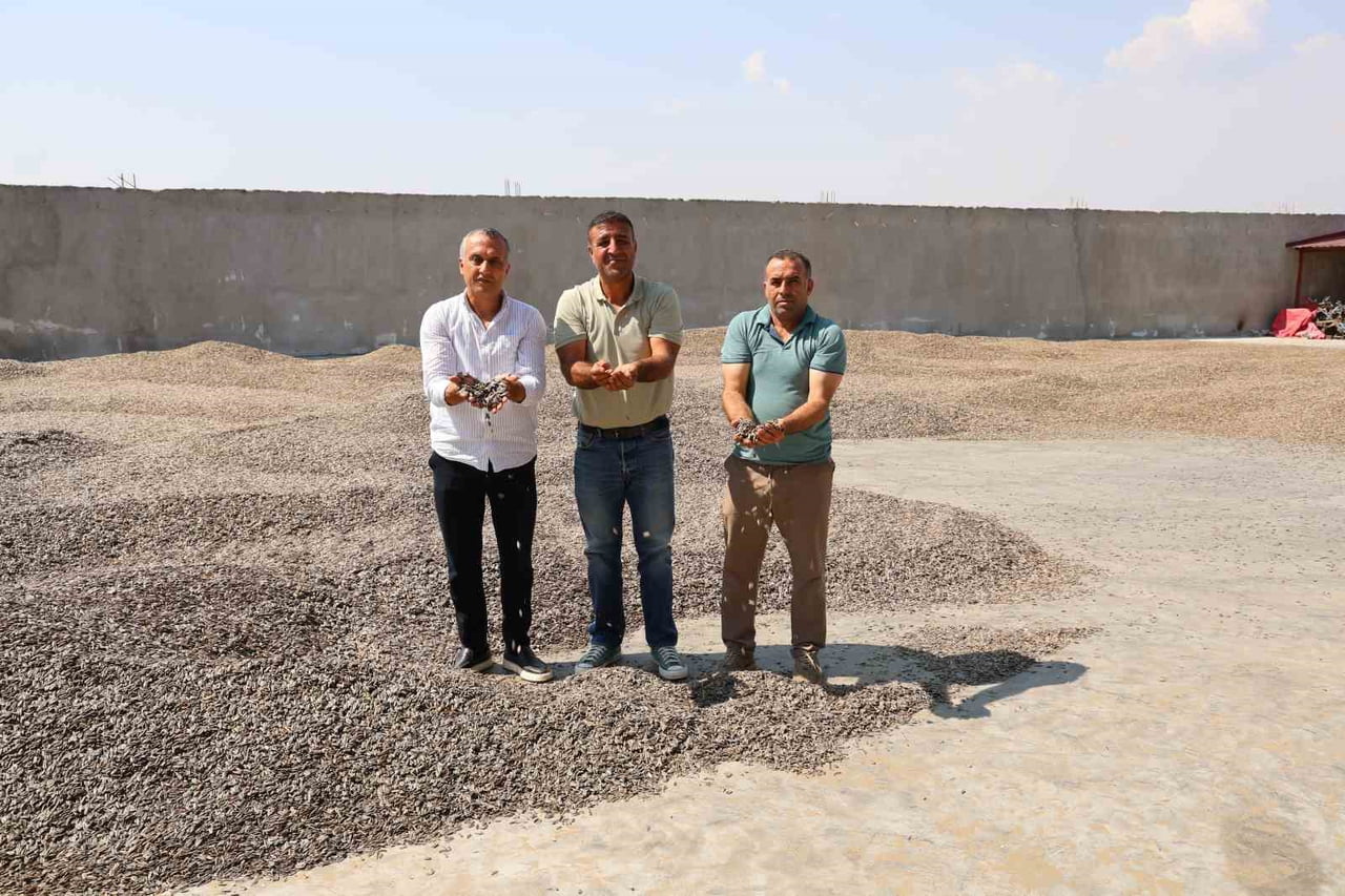 AY ÇEKİRDEĞİNDE HASAT DÖNEMİ BAŞLADI.
