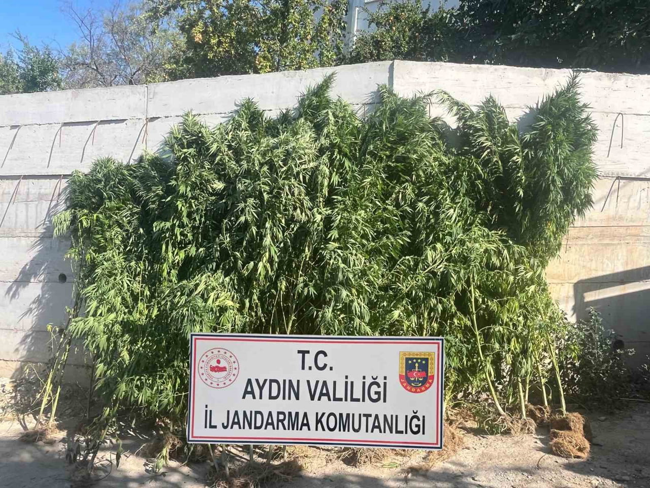 AYDIN'IN EFELER İLÇESİNDE EVİNDE KENEVİR YETİŞTİRDİĞİ TESPİT EDİLEN ŞÜPHELİ OPERASYONLA YAKALANDI...