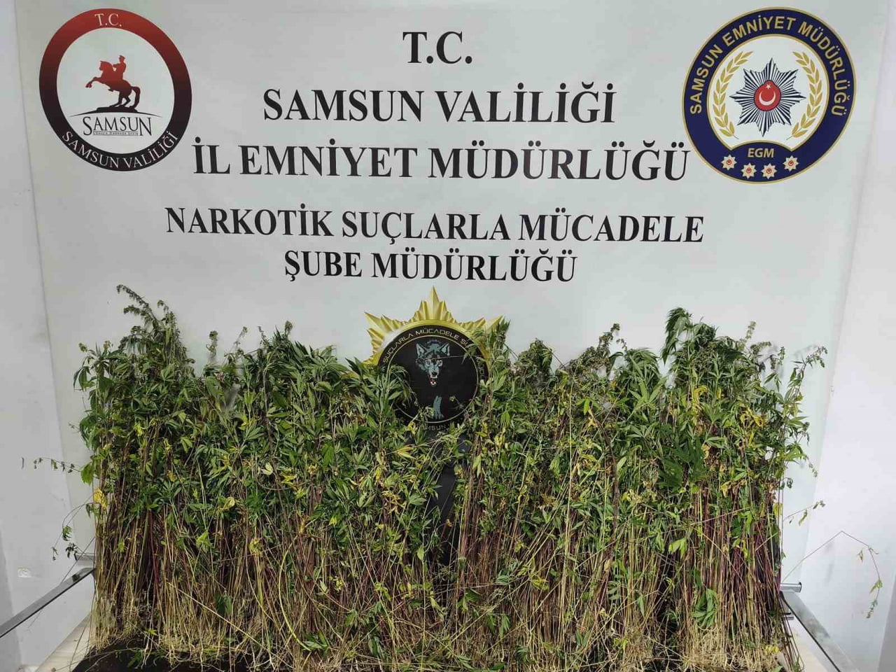 BAFRA İLÇESİNDE POLİS EKİPLERİNCE DÜZENLENEN OPERASYONDA BİN 655 KÖK KENEVİR BİTKİSİ ELE...