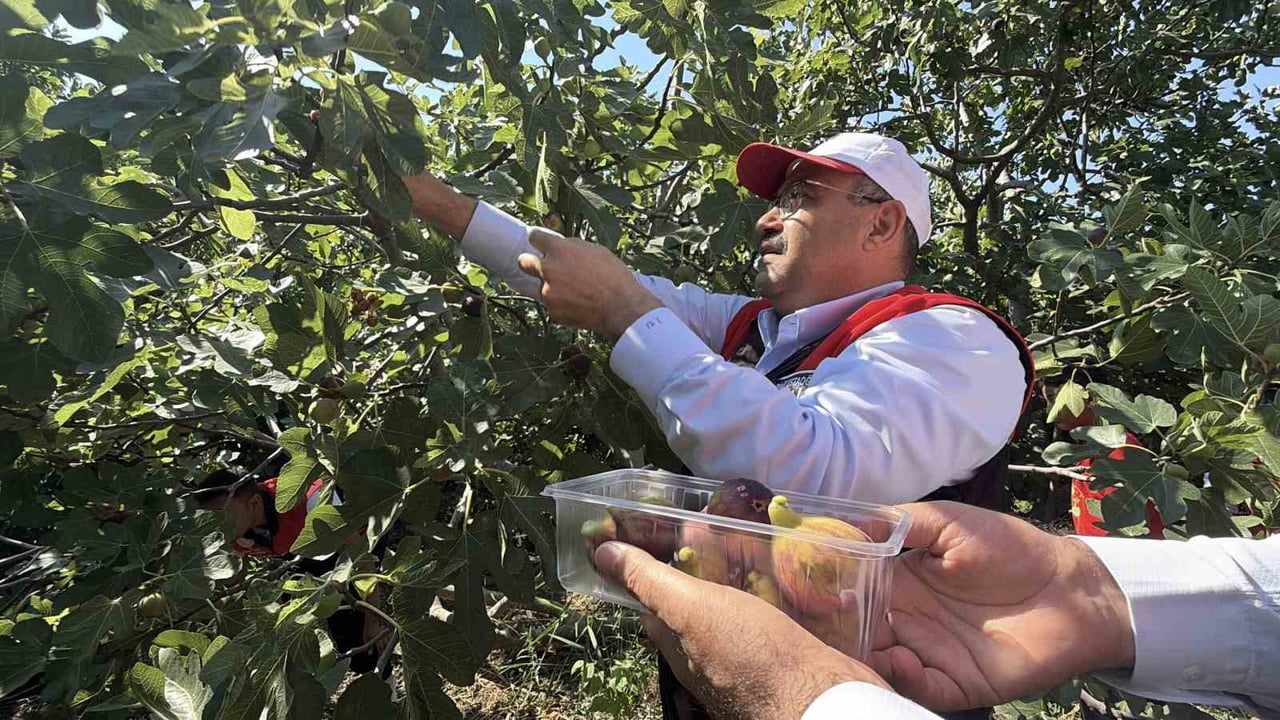 BALIKESİR VALİSİ İSMAİL USTAOĞLU, COĞRAFİ İŞARET TESCİLİNE SAHİP HAVRAN SİYAH İNCİRİNDE HASAT...