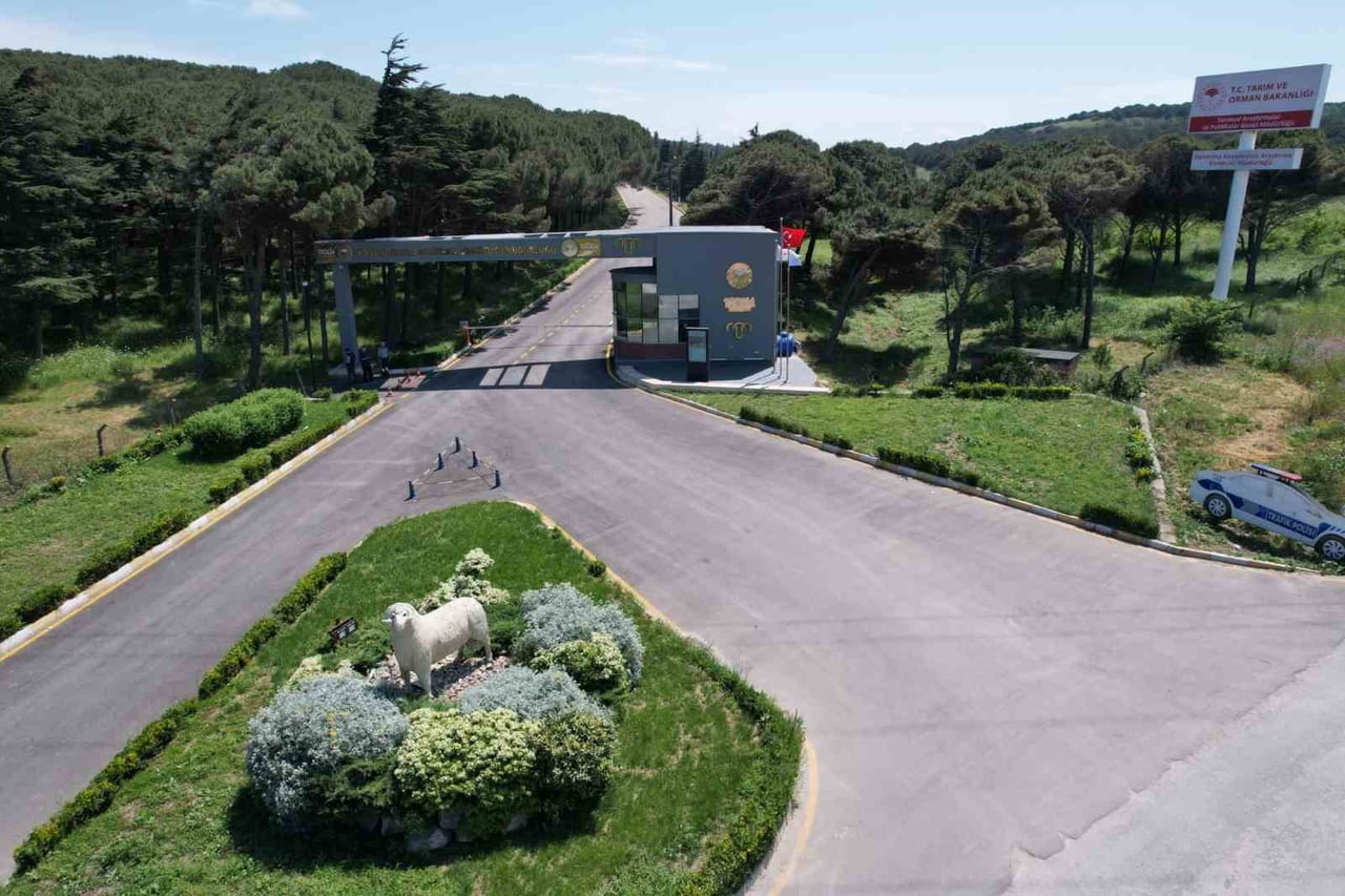 BANDIRMA KOYUNCULUK ARAŞTIRMA ENSTİTÜSÜ ISLAH VE GENETİK BÖLÜM BAŞKANI DR. VASFİYE KADER ESEN'İN...