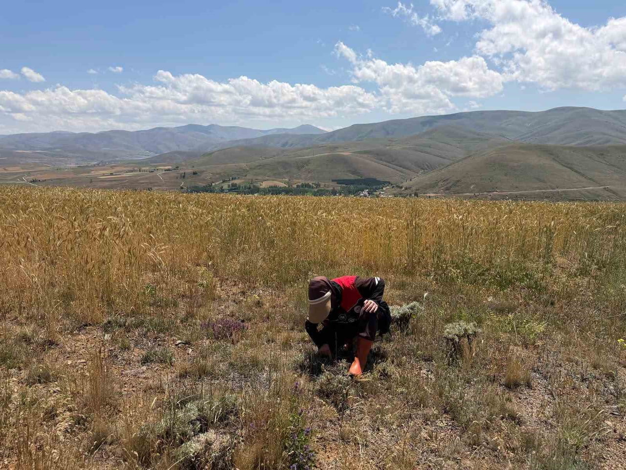 BAYBURT’TA EKİLİ ALANLARDA ZARARLI TAKİBİ DEVAM EDİYOR