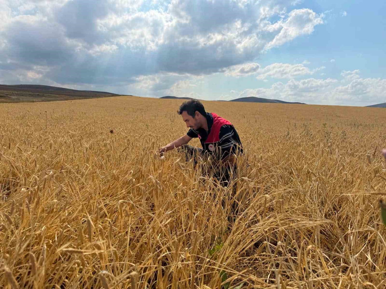 BAYBURT’TA HUBUBAT TARLALARINDA SARI PAS HASTALIĞI KONTROLÜ YAPILDI