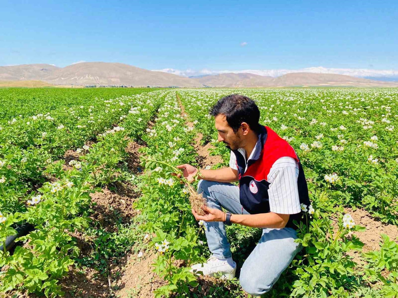 BAYBURT’TA PATATES ÜRETİM ALANLARI HASTALIK VE ZARARLILARA KARŞI DENETLENDİ
