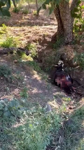 BAYKAN’DA KURT SALDIRISINDA EŞEK TELEF OLDU
