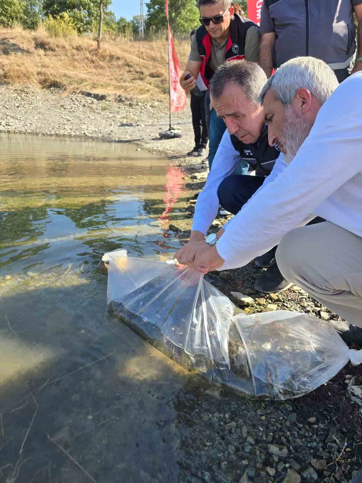BİLECİK’TE GÖLET VE BARAJLARA 5 YÜZ 12 BİN SAZAN YAVRUSU BIRAKILDI
