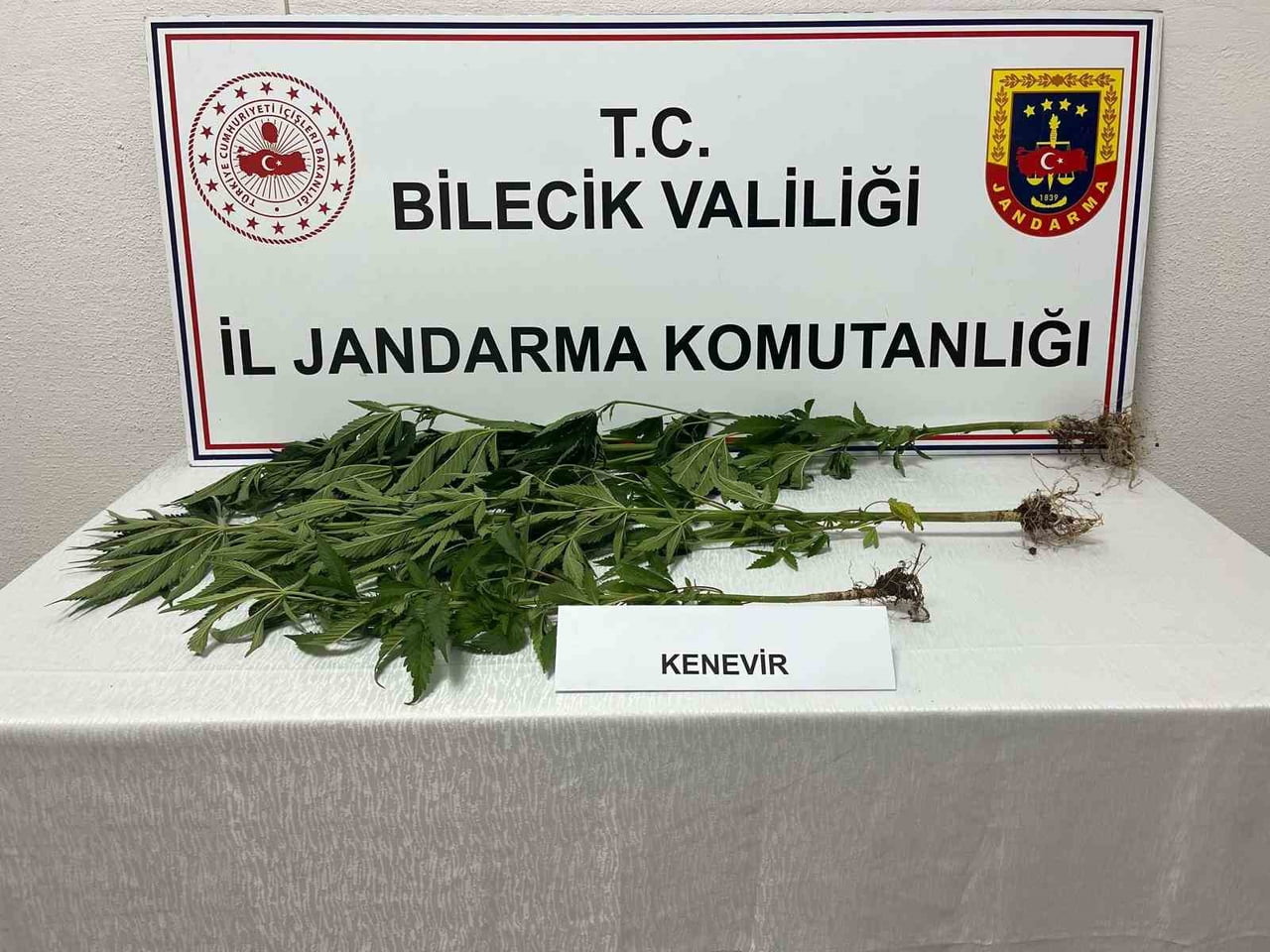 BİLECİK’TE YASADIŞI KENEVİR EKİMİ ORTAYA ÇIKARILDI