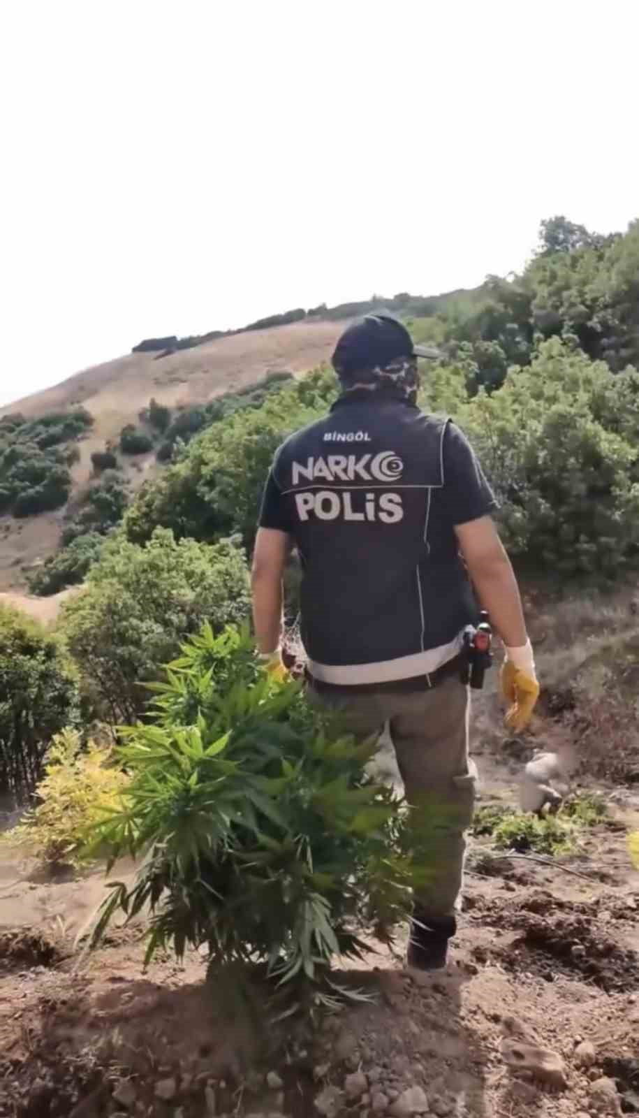 BİNGÖL'DE ORMANLIK ALANDA DÜZENLENEN UYUŞTURUCU OPERASYONUNDA HİNT KENEVİRİ VE ESRAR ELE...