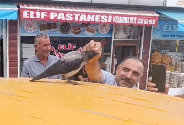 BİTLİS’İN ADİLCEVAZ İLÇESİNDE KASAPLIK YAPAN TURAN ZEYBEK’İN İYİLEŞTİRDİĞİ HASTA KARGA, DÜKKÂNIN...