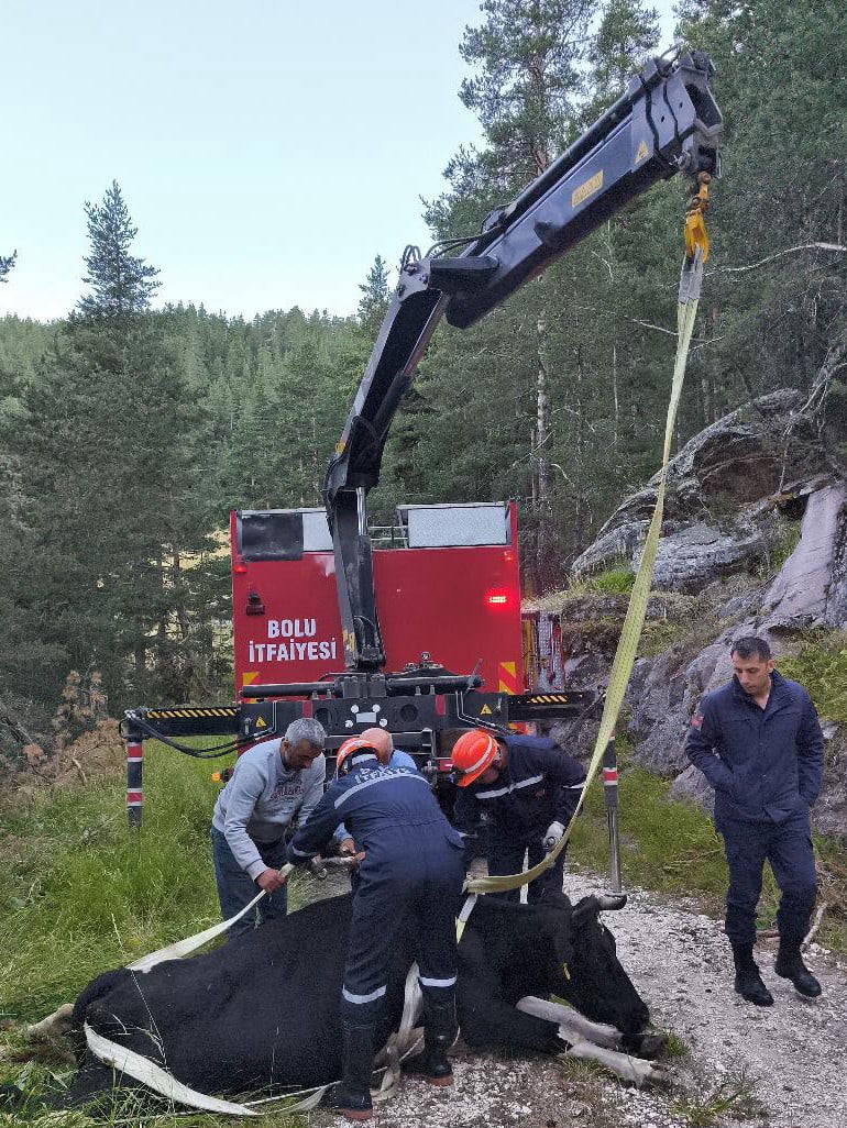 BOLU'DA GECE SAATLERİNDE YAKLAŞIK 50 METRELİK UÇURUMA YUVARLANARAK MAHSUR KALAN İNEK, İTFAİYE...