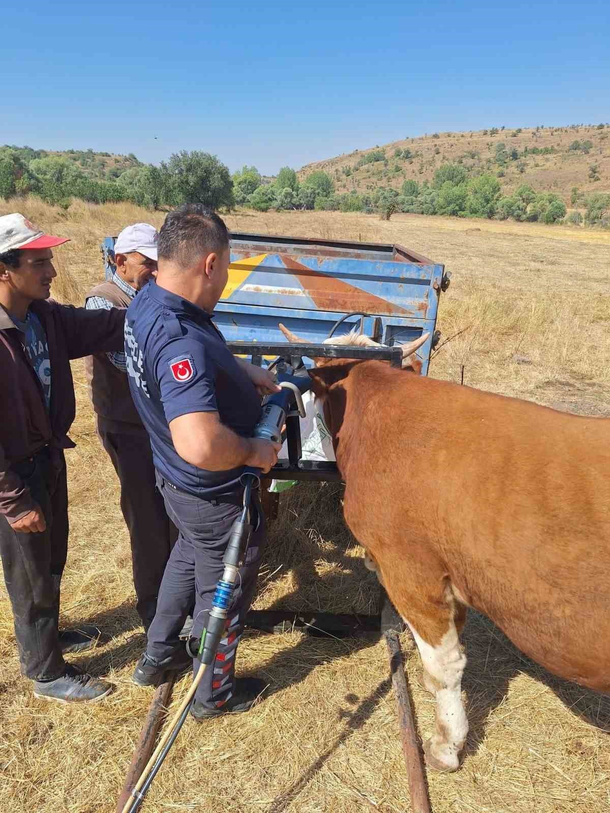 BOLU'NUN GEREDE İLÇESİNDE TARIM ALETİNE BOYNU SIKIŞAN BÜYÜKBAŞ HAYVAN, İTFAİYE EKİPLERİNİN...