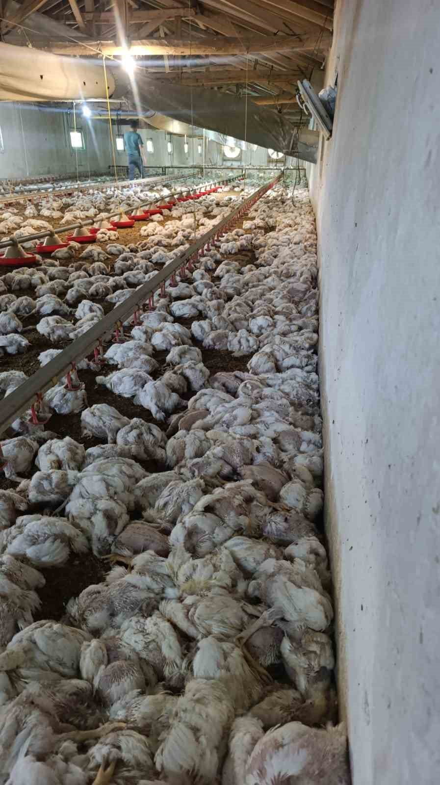 BOLU'NUN MUDURNU İLÇESİNDE BİR TAVUK KÜMESİNDE ELEKTRİK PANOSUNUN ARIZALANMASI SONUCU HAVALANDIRMA...