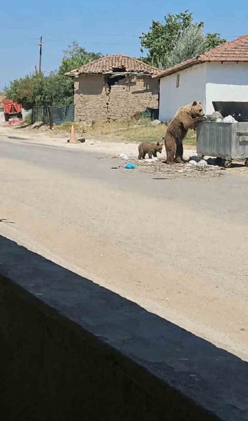 BOZ AYI MERİÇ
