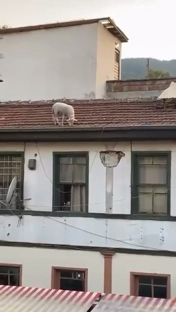 BURSA'DA BİR KAHVEHANEDE OYUN OYNAYAN ŞAHISLAR, KARŞI EVİN ÇATISINDA BULUNAN KİREMİTLERİN ÜZERİNDE...