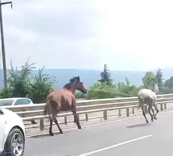 BURSA'NIN İNEGÖL İLÇESİ BURSA-ANKARA KARAYOLU ÜZERİNDE BAŞIBOŞ İKİ AT, YOĞUN TRAFİKTE ARAÇLARLA...