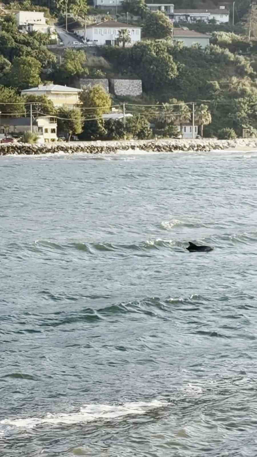 BURSA'NIN KARACABEY İLÇESİNE BAĞLI KURŞUNLU MAHALLESİ AÇIKLARINDA DENİZ YÜZEYİNE ÇIKAN YUNUS...