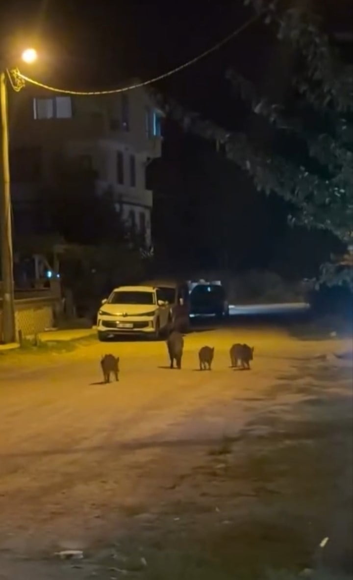 BURSA’NIN KARACABEY İLÇESİNDE YERLEŞİM ALANINA GİREN YABAN DOMUZLARI, VATANDAŞLARIN ŞAŞKIN...