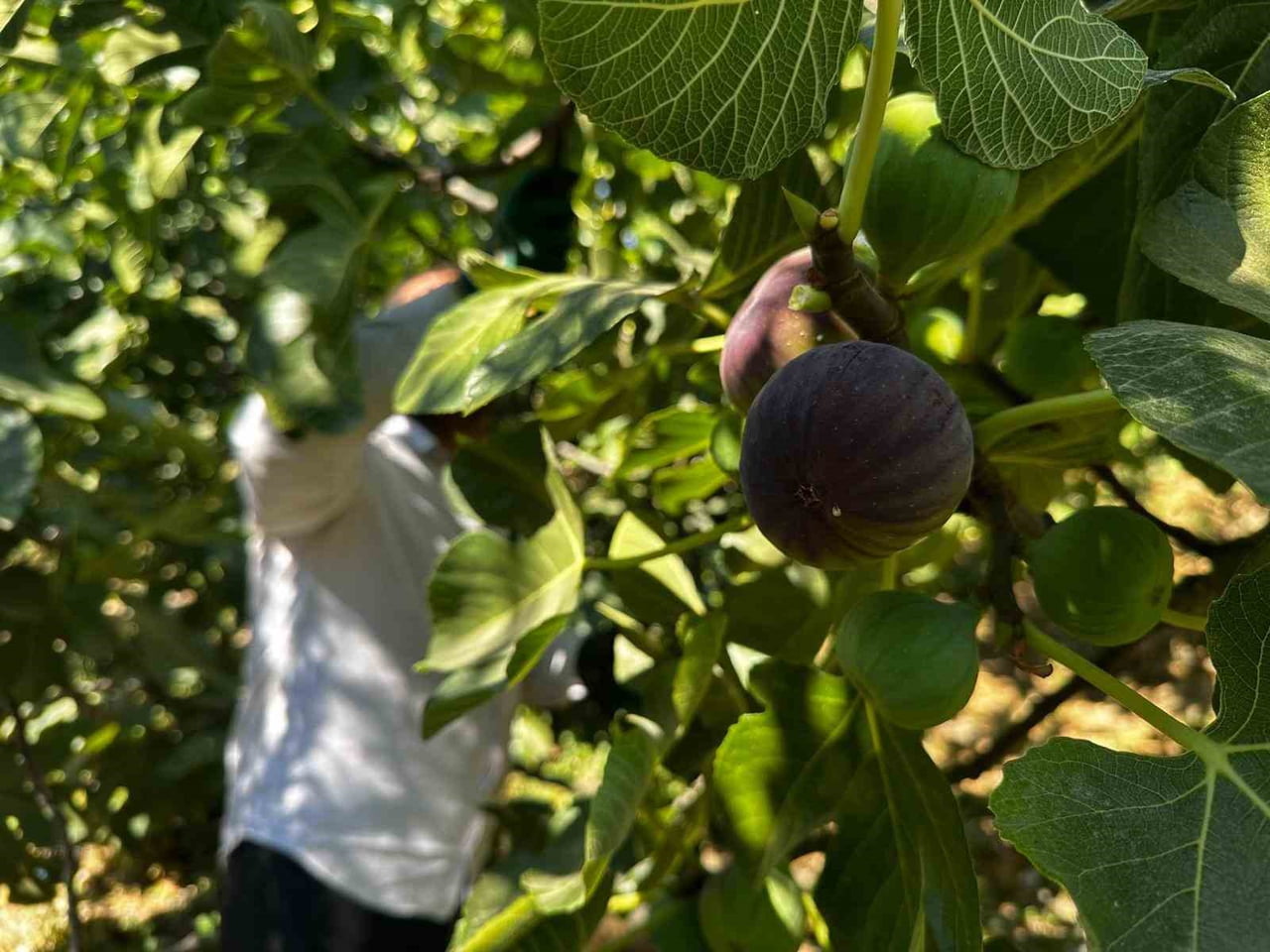 BURSA’YA ÖZGÜ DÜNYACA ÜNLÜ VE İNGİLİZ KRALİYET AİLESİ’NİN MUTFAĞINA KADAR GİREN COĞRAFİ İŞARET...