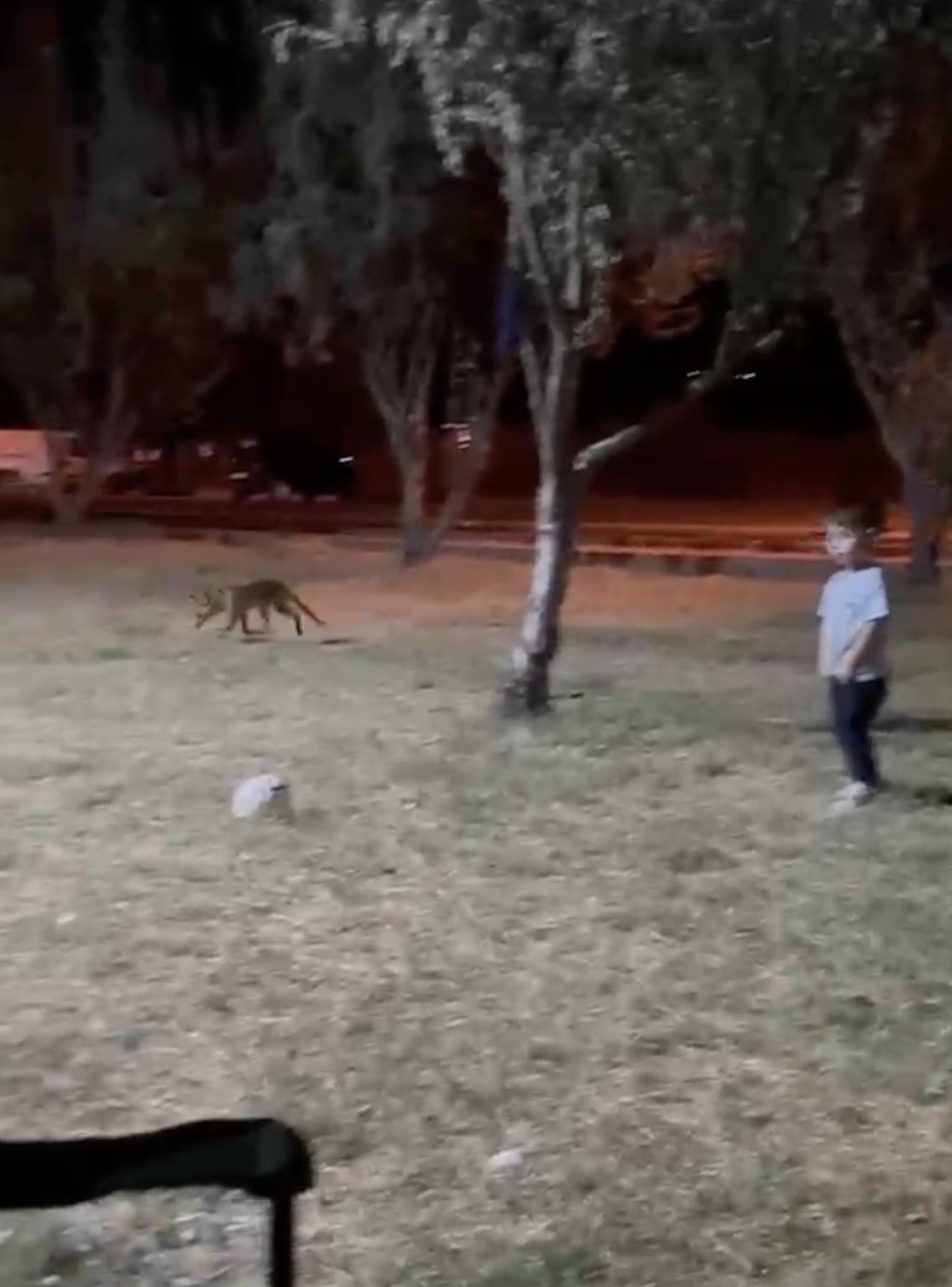 ÇANAKKALE’DE 3 YAŞINDAKİ DEMİR DEMİRCİ, PARKTA OYNADIĞI SIRADA GELEN BİR TİLKİYE TOPUNU KAPTIRDI. ...