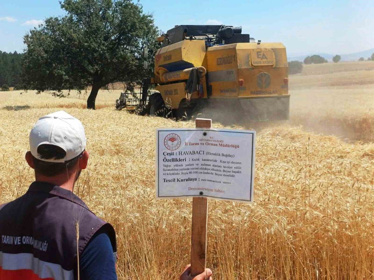 ÇAVDARHİSAR’DA YERLİ VE MİLLİ ARPA İLE BUĞDAY ÇEŞİTLERİNİN HASADI YAPILDI