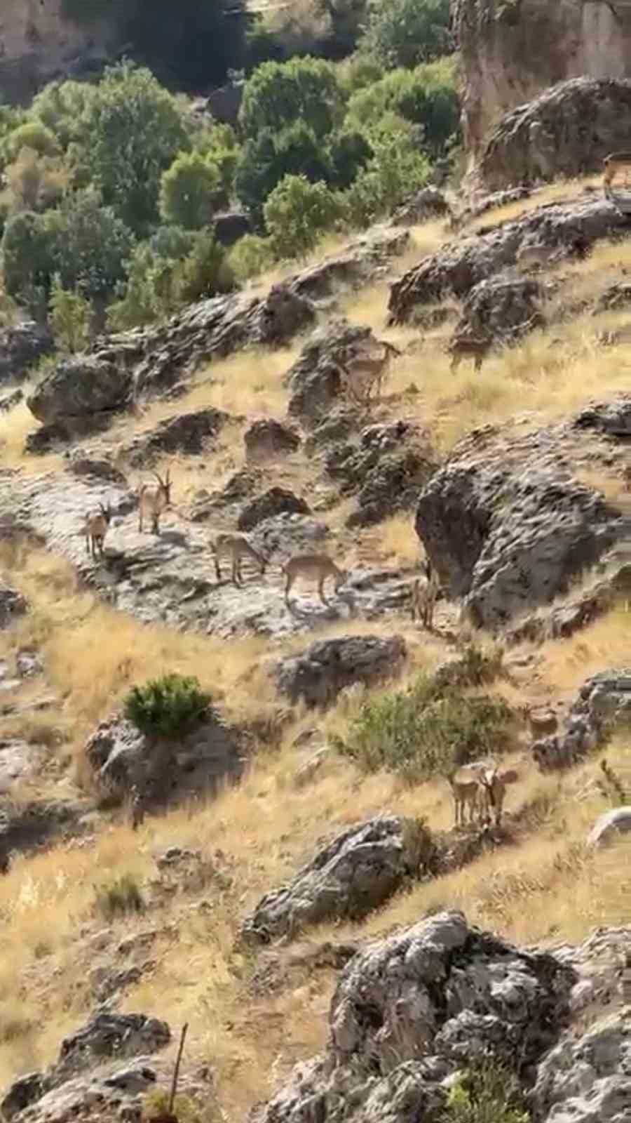 ÇERMİK İLÇESİNDE BULUNAN GELİNCİK DAĞI'NDA SÜRÜ HALİNDE GEZEN DAĞ KEÇİLERİ...