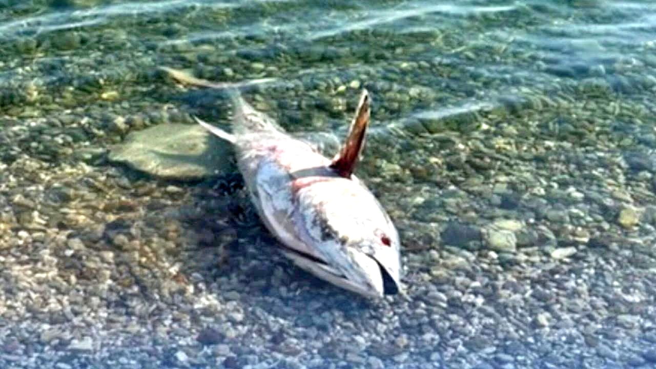 ÇEŞME VE KARABURUN'DA YENİDEN ORKİNOS ÖLÜMLERİ GÖRÜLMEYE BAŞLADI