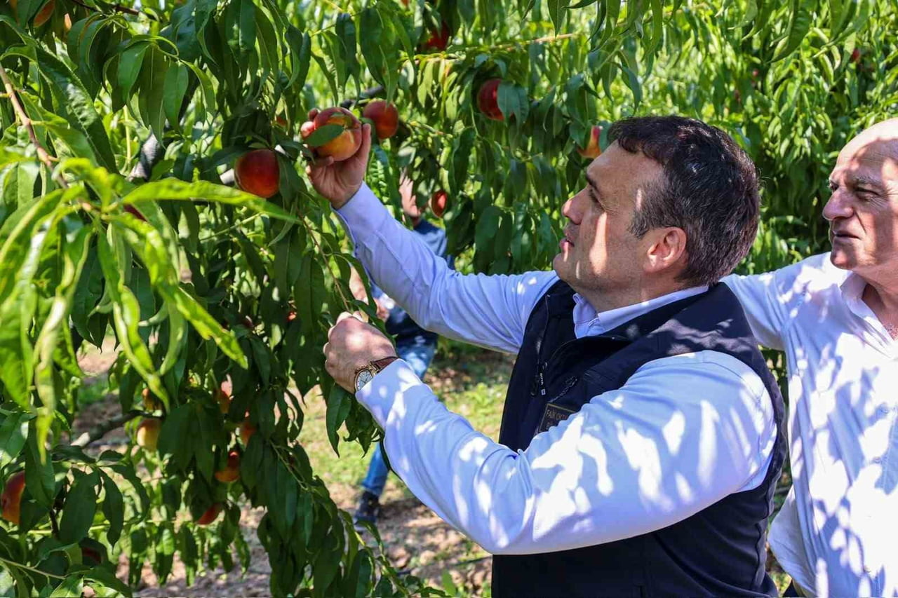 ÇİFTÇİLERLE BİRLİKTE ÜRÜN TOPLAYAN VALİ SÖZER, DAHA SONRA BÖLGEDE FAALİYET GÖSTEREN SOĞUK HAVA...