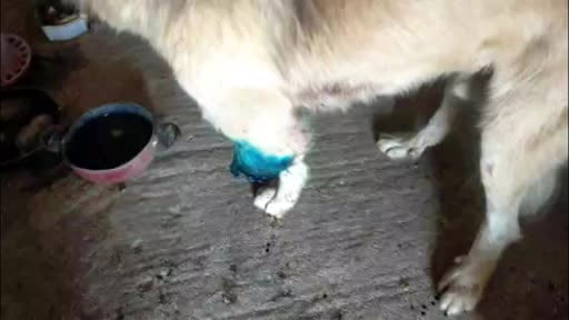 Çoban köpeğini tüfekle vurup sakat bıraktılar