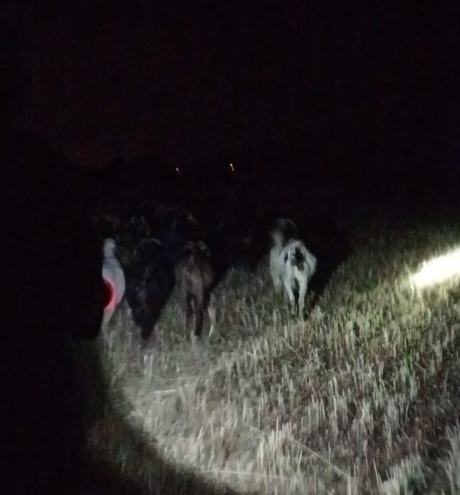 DENİZLİ'NİN ÇİVRİL İLÇESİNE BAĞLI İĞDİR MAHALLESİ'NDE DERE YATAĞINDA KAYBOLAN KEÇİLER,  KADININ...
