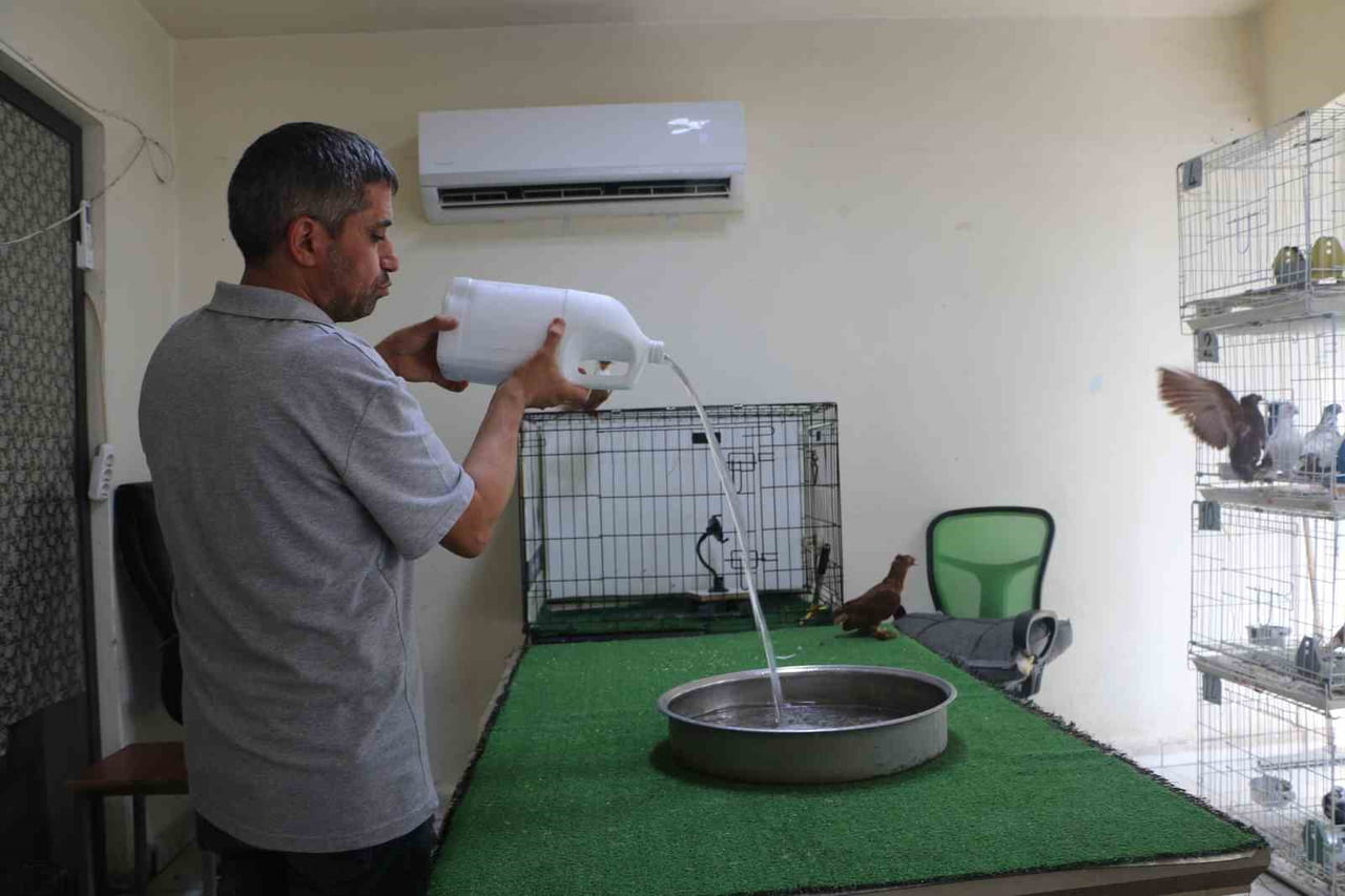 DİYARBAKIR’DA GÜVERCİN OTELDE BULUNAN BİNLERCE LİRA DEĞERİNDEKİ CİNS GÜVERCİNLER, "KLİMALI" VE...