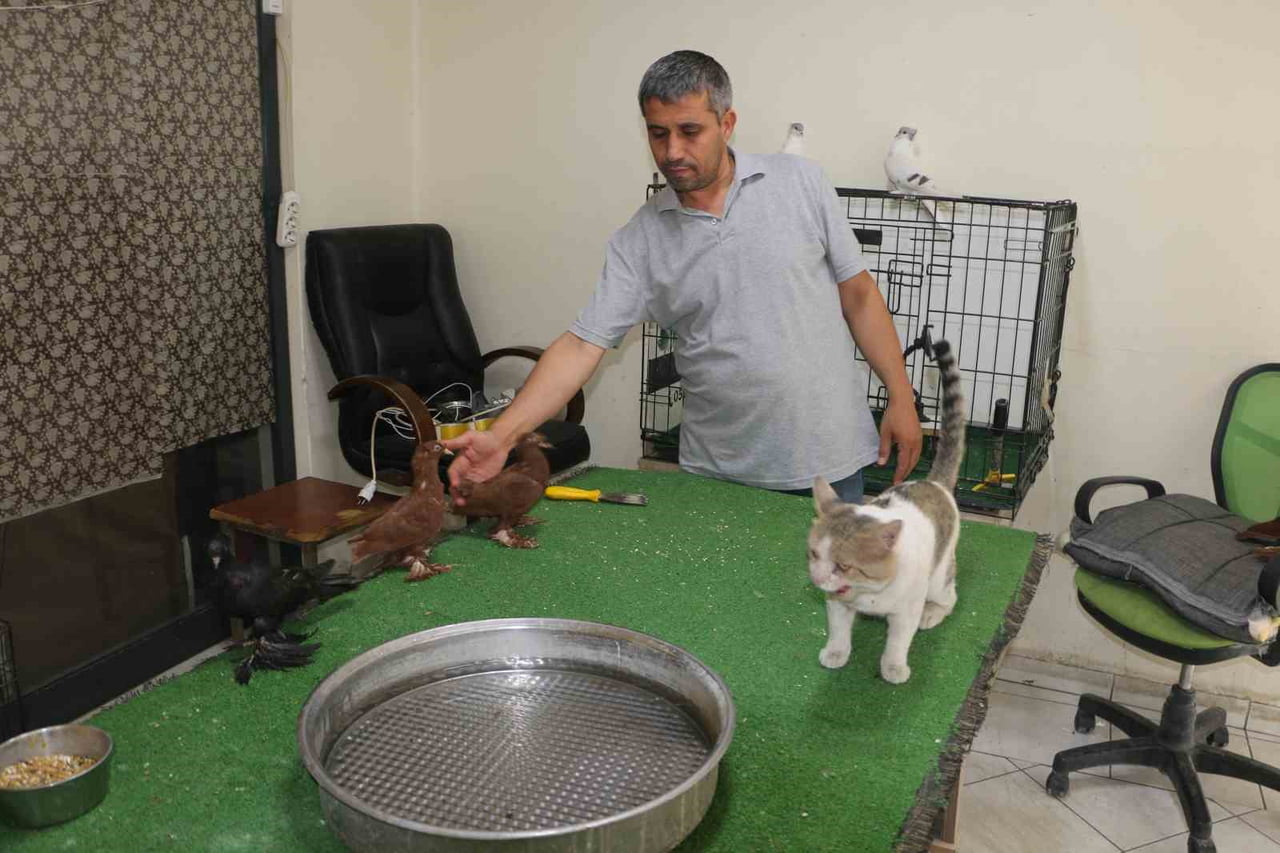 DİYARBAKIR’DA GÜVERCİN OTELİNDE YAŞAYAN “BULUT” İSİMLİ KEDİ, ALIŞILMIŞIN AKSİNE ET YEMİYOR...