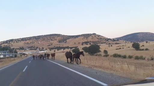 Diyarbakır’da yaban at sürüsü yola indi