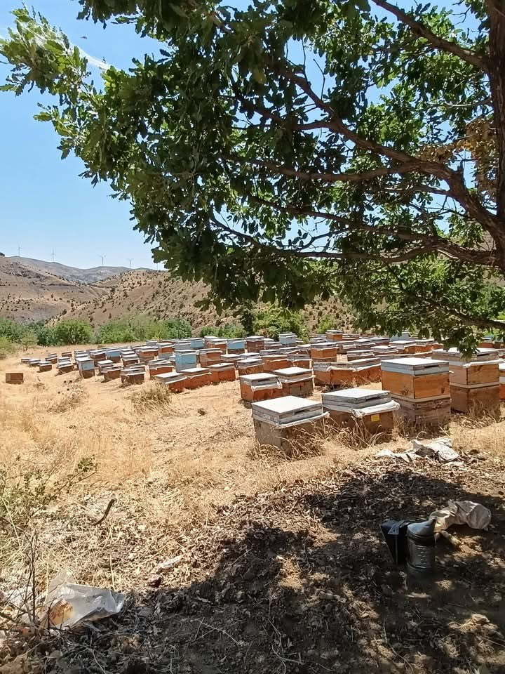 DİYARBAKIR’IN BİRÇOK KIRSAL BÖLGESİNDE YENİ SEZONUN BAL ÜRETİMİ YAPILMAYA BAŞLADI.