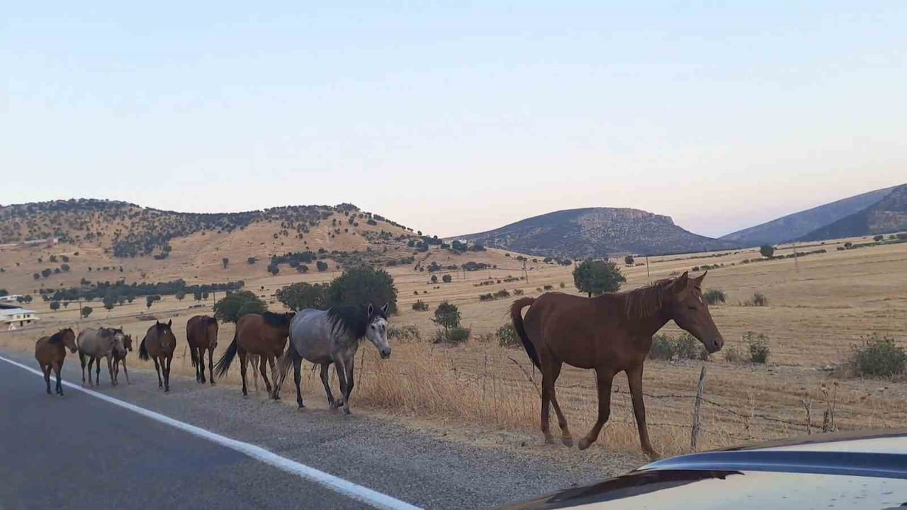DİYARBAKIR’IN SİLVAN İLÇESİ DÖNENKAYA MAHALLESİ’NDE YABAN ATLARI SÜRÜSÜ YOLA İNDİ.  O ANLAR CEP...