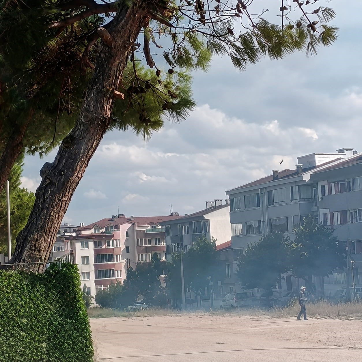 DÜĞÜN KONVOYUNDAN ATILAN HAVAİ FİŞEK ÇAM AĞACINI YAKTI