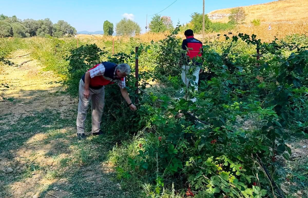 DUMLUPINAR SELKİSARAY KÖYÜ’NDE BÖĞÜRTLEN ÜRETİM ALANI KONTROL EDİLDİ