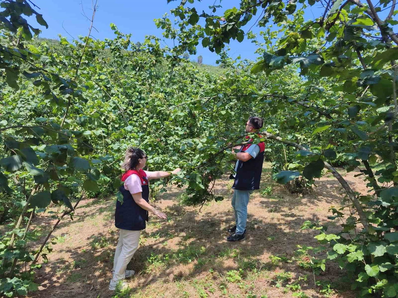 DÜZCE İL TARIM VE ORMAN MÜDÜRLÜĞÜ TARAFINDAN İL GENELİNDEKİ FINDIK BAHÇELERİNDE GERÇEKLEŞTİRİLEN...