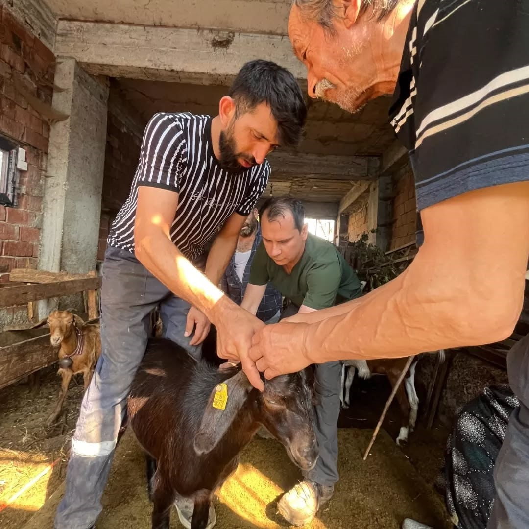 DÜZCE’NİN YIĞILCA İLÇESİNDE KÜÇÜKBAŞ HAYVANLARA ÇİÇEK VE BRUSELLOZ AŞILARI...