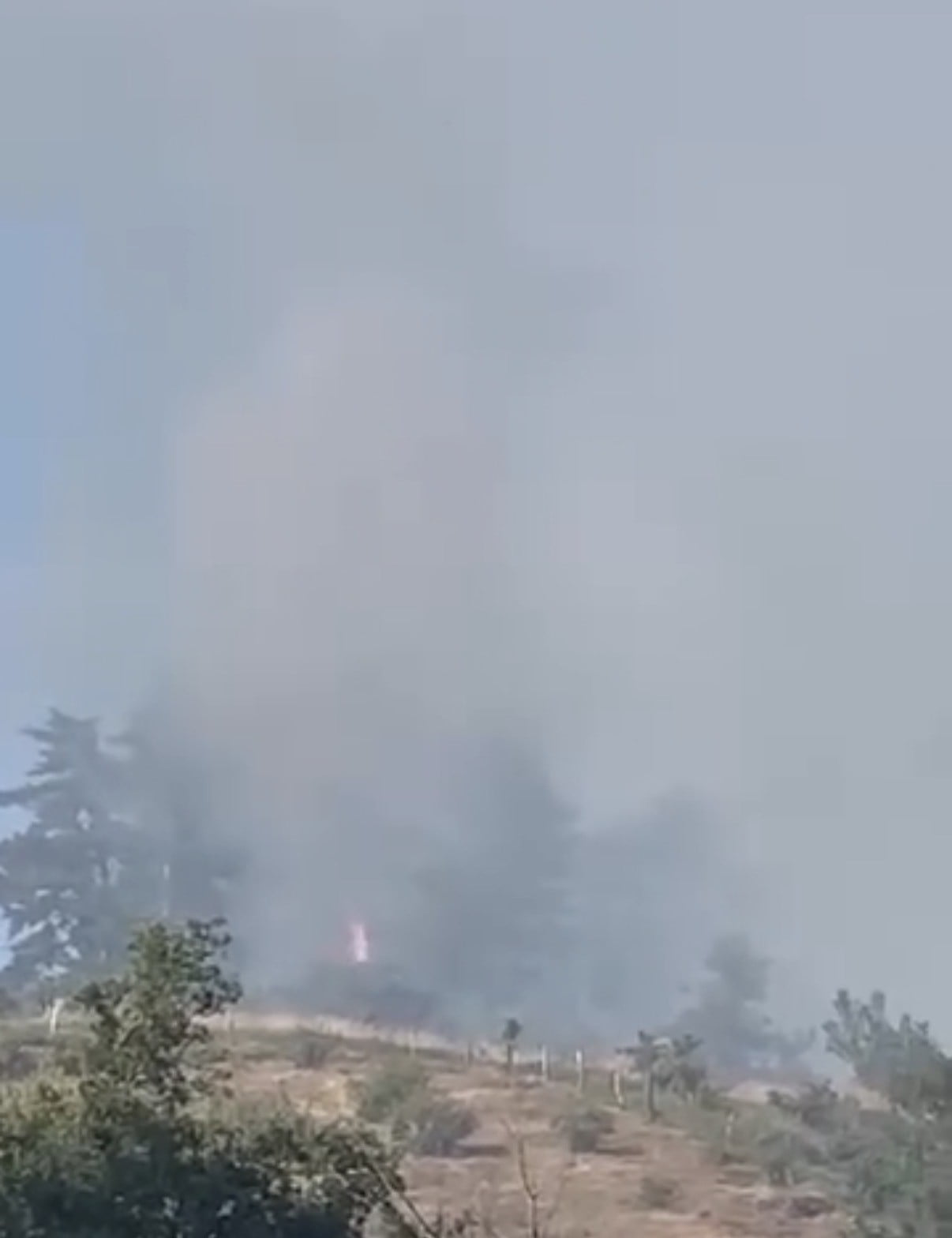DÜZCE’NİN YIĞILCA İLÇESİNE BAĞLI AYDINYAYLA KÖYÜ’NÜN HAYDAR ÇAMLIĞI OLARAK ADLANDIRILAN MEVKİİNDE...