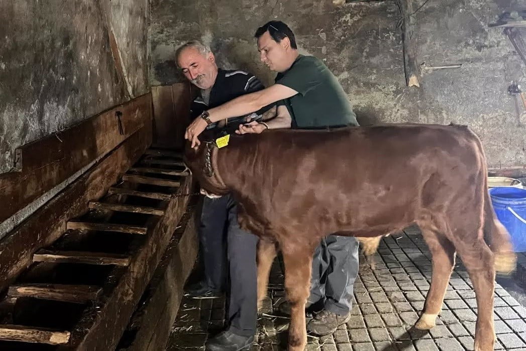 DÜZCE’NİN YIĞILCA İLÇESİNE BAĞLI YAYLATEPE KÖYÜ’NDE HAYVAN SAĞLIĞININ KORUNMASI VE...
