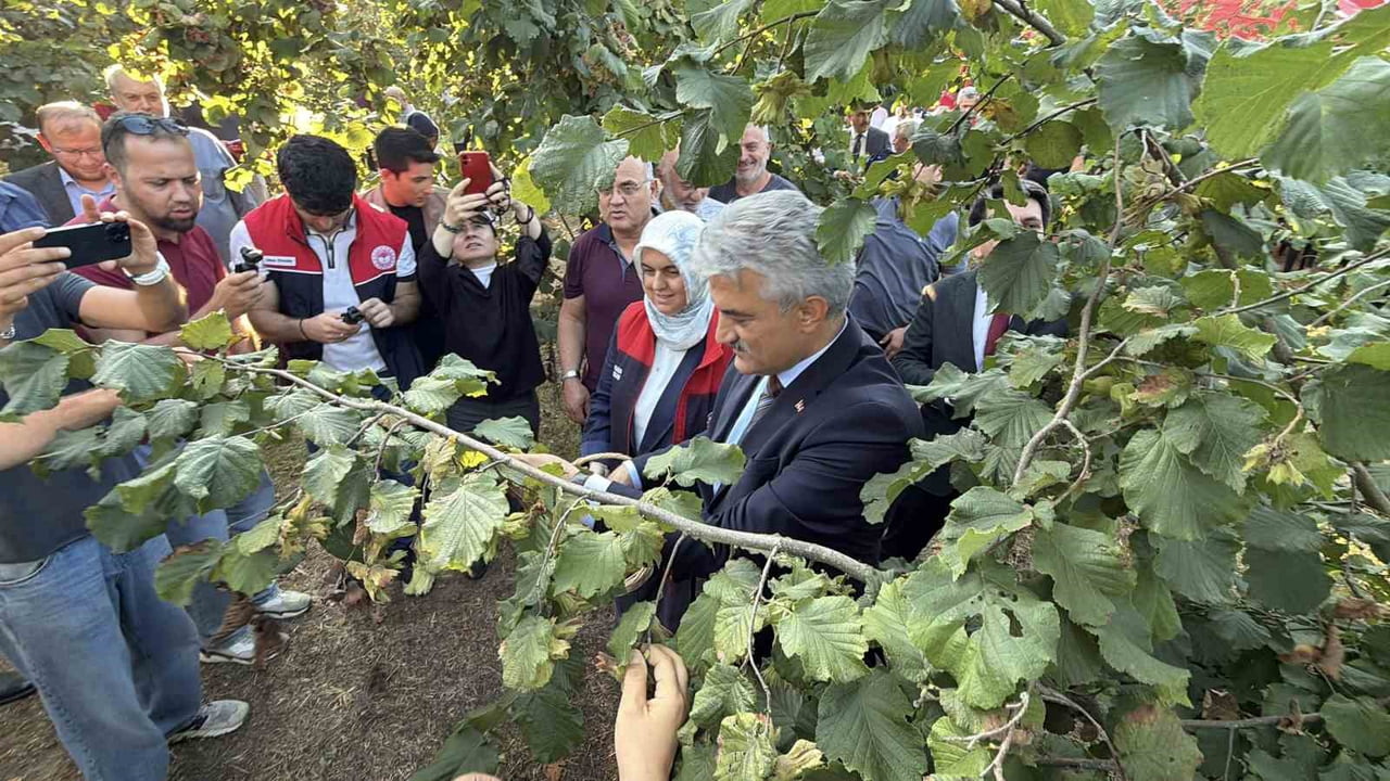 DÜZCE VALİSİ MEHMET MAKAS'IN FINDIK TOPLAMASI