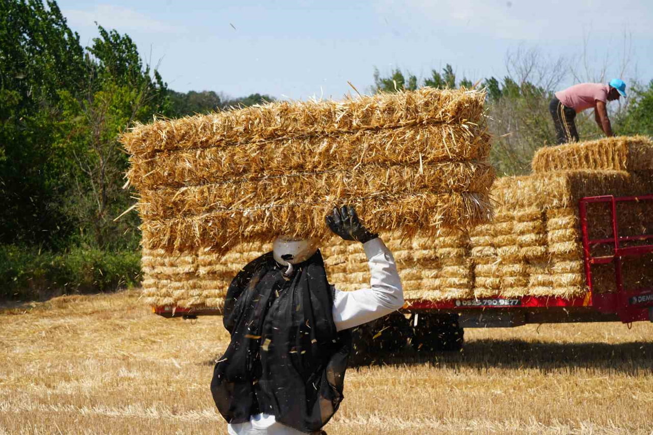 EDİRNE'DE 35-40 DERECE SICAKLIKTA İŞÇİLER EKMEK PARASI İÇİN TARLALARDA TER DÖKÜYOR.