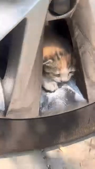 ELAZIĞ’DA BİR ARACIN MOTOR KISMINDAN GİREREK ARACIN TEKER KISMINA AİT JANTTA SIKIŞAN 5’İ YAVRU...