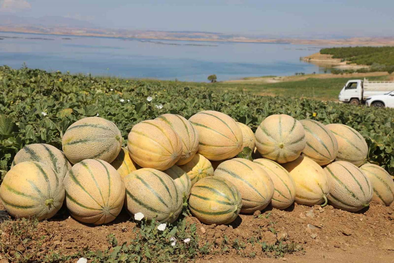 ELAZIĞ’DA KAVUN HASADI BAŞLARKEN BU YIL YAKLAŞIK 20 TON HASAT BEKLEDİĞİ BİLDİRİLDİ