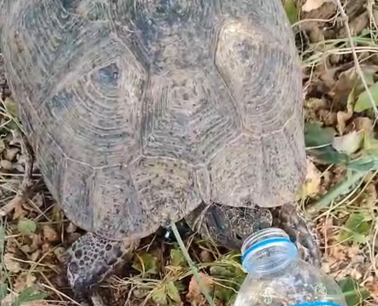 ELAZIĞ’DA SICAK HAVADA SUSUZ KALAN KAPLUMBAĞA KENDİSİNE UZATILAN SUYU DAKİKALARCA İÇTİKTEN SONRA...
