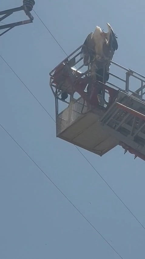ELAZIĞ’IN PALU İLÇESİN YARALANAN VE AYAĞINA İP DOLANAN LEYLEK, İTFAİYE EKİPLERİ TARAFINDAN...