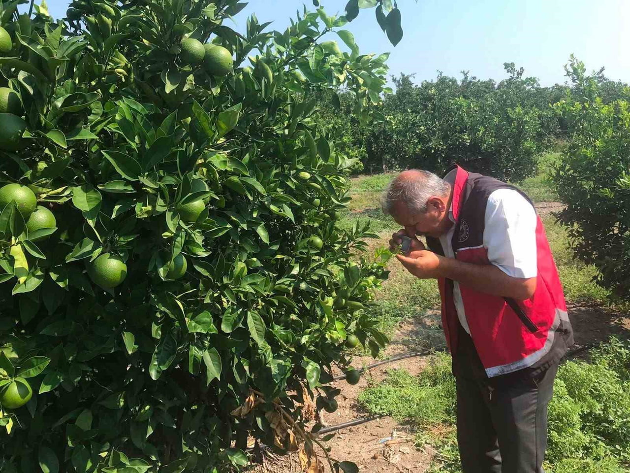ERZİN’DE NARENCİYE BAHÇELERİNDE HASTALIK VE ZARARLILARA YÖNELİK SÜRVEY ÇALIŞMASI...